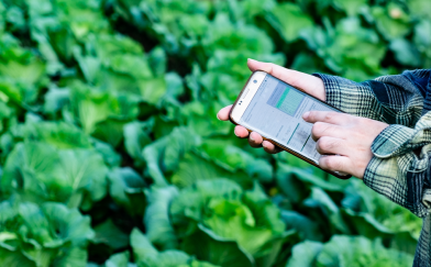 Food Traceability
